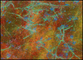 Dreamlines, Leonardo Solaas