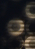 Various Artists, Live Cinema 01, Worm