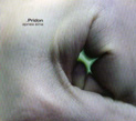 Pridon, Apnea Eina, Low Impedance, Petros Voudouris, ambient, ambiance, deep, electronica, soundscape, Aurelio Cianciotta, Pridon_ApneaEina.jpg