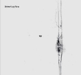 Shinkei, Luigi Turra, YU, Non Visual Objects, audio-art, experimental, field recordings,  frequencies, Wa, Karesansui, Aurelio Cianciotta, Shinkei&Luigi Turra _YU.jpg
