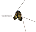 Francisco Meirino, Brent Gutzeit, Five Years Of Work For A Strange Result, Trust Lost, Phroq, TV Pow, field recording, laptop music, noisy, Todd A. Carter, Michael Hartman, Neural, Aurelio Cianciotta, FranciscoMeirino&BrentGutzeit_FiveYears.jpg