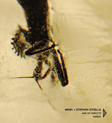 Mem1 + Stephen Vitiello, Age of Insects, experimental, audio art, drone, glitch, impro, Aurelio Cianciotta, Mem1-+-Stephen-Vitiello---Age-of-Insects-.jpg