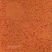 Matt Shoemaker, Spots in the Sun, The Helen Scarsdale Agency, audio art, drone, field recordings, microsound, electronica, experimental, Aurelio Cianciotta, mattshoemaker_spotsinthesun.jpg